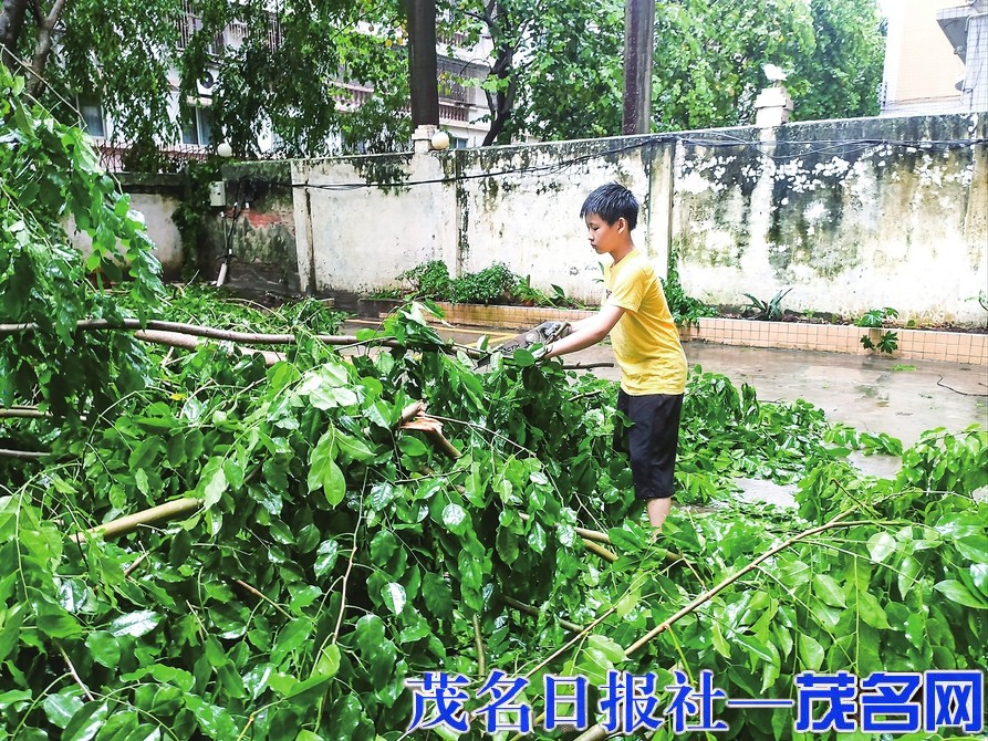 11岁男孩和家人自发清理倒伏大树