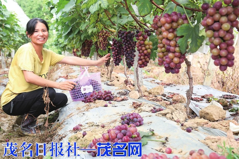 ​我们的节日·中国农民丰收节丨丰收“悦”茂名