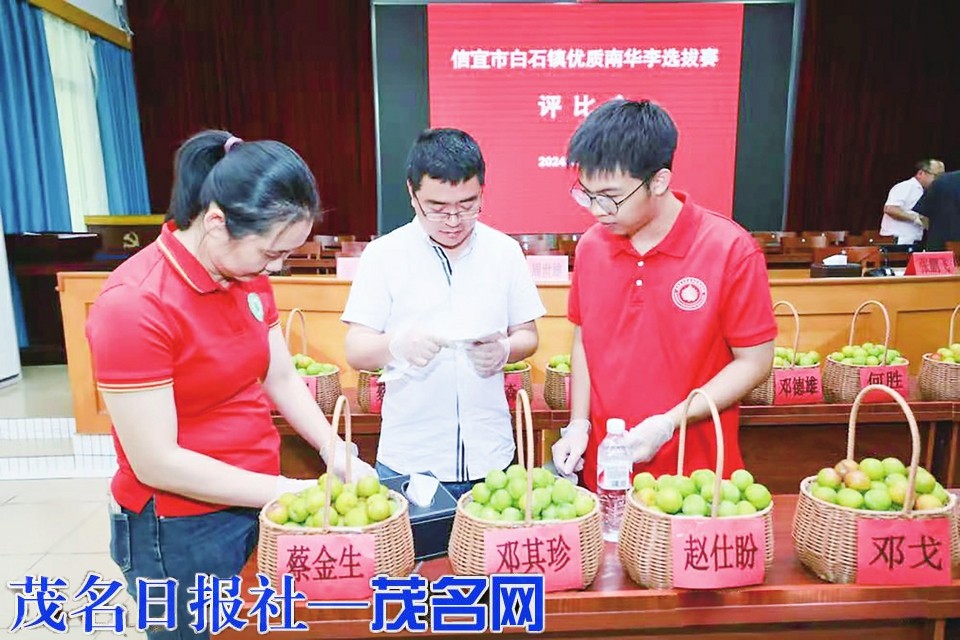 白石优质“李”专家来评比