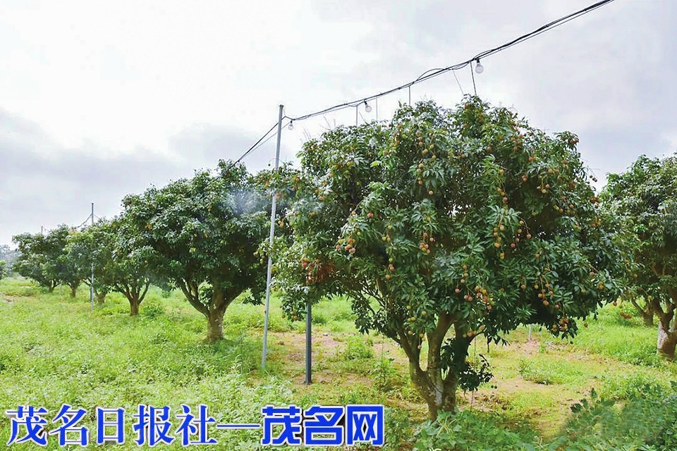 实现荔枝“专属之选”共享“甜蜜荔乡”丰收喜悦