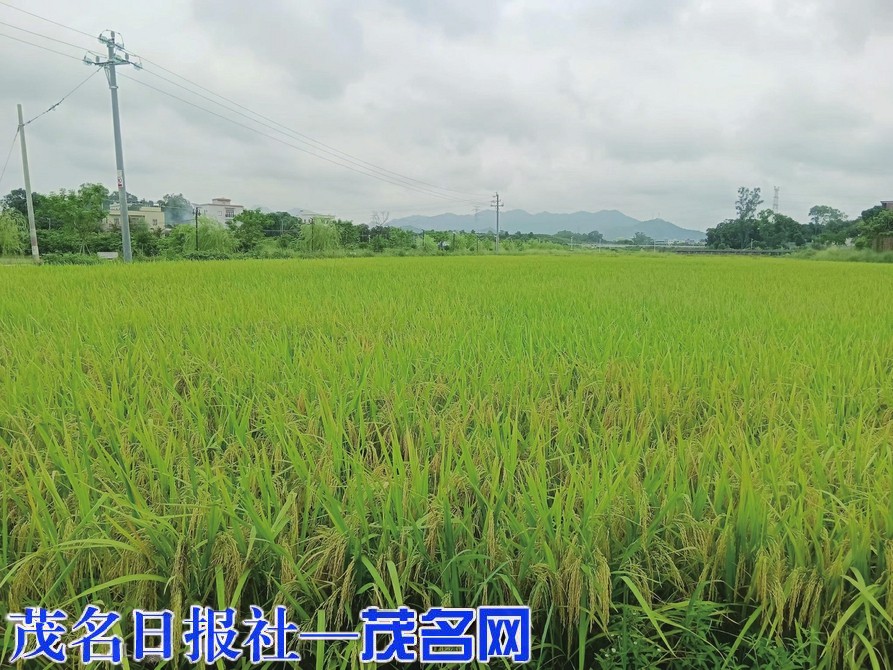 多措并举夯实粮食安全“耕基”