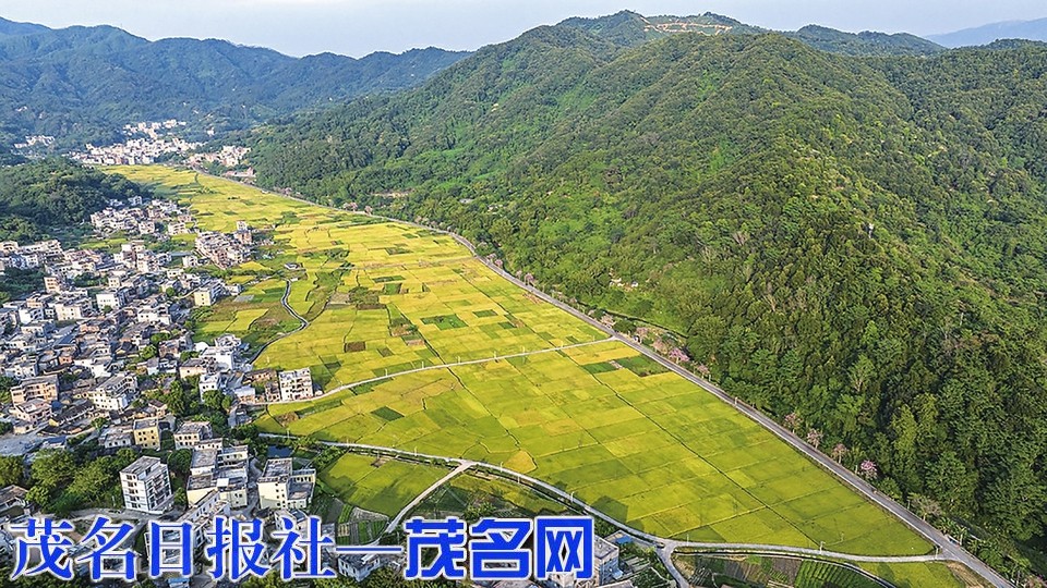金色田園稻飄香