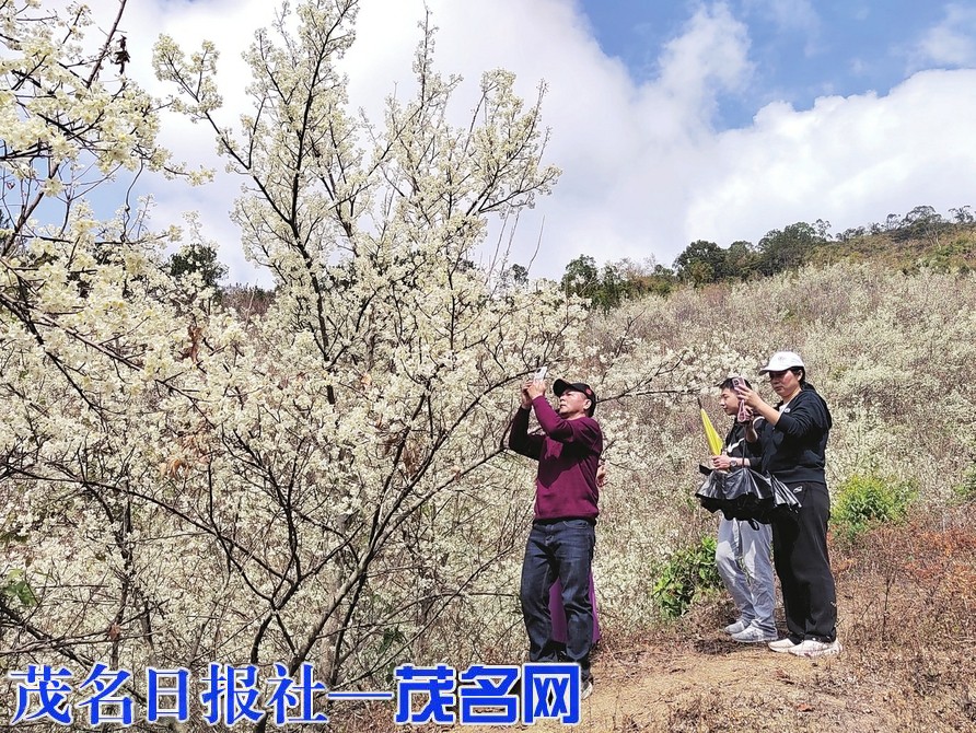 信宜市大成鎮祿福村山楂花盛開來添慶