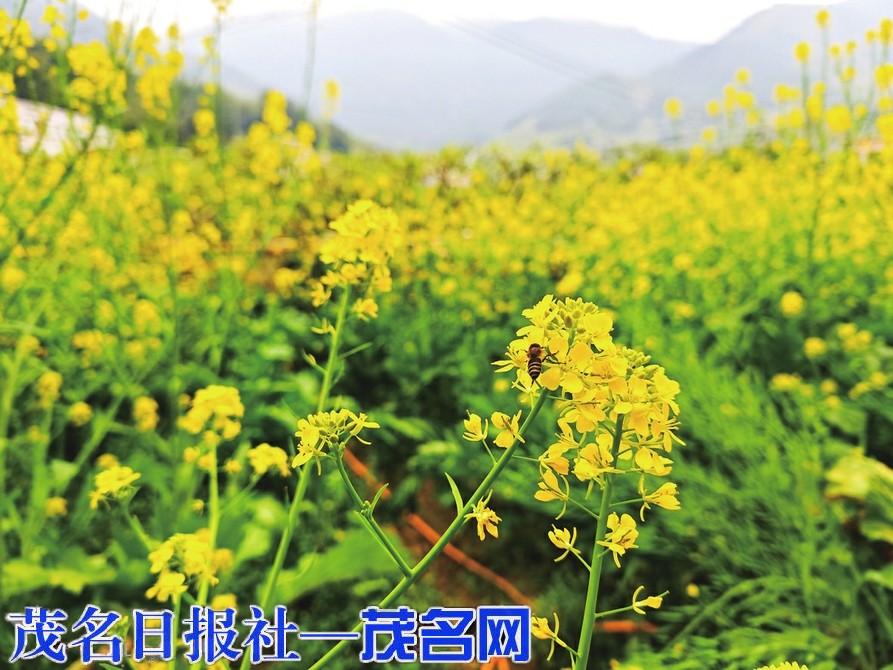 钱排李花未尽 芥菜花海又至