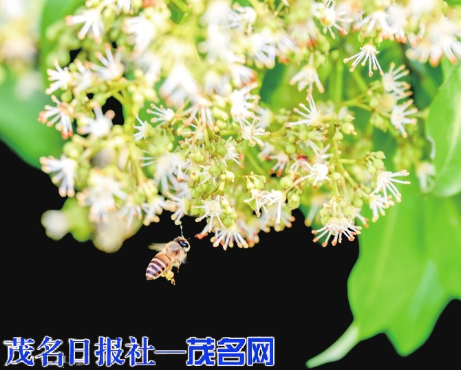 荔枝花开满枝头