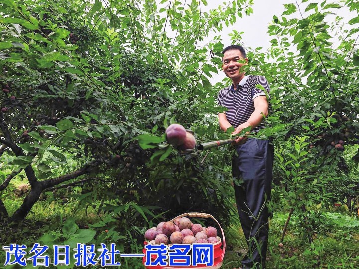 “中国李乡”信宜“银妃李”上市
