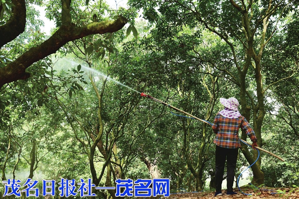 茂名荔枝挂果渐熟 诸品种将递次上市