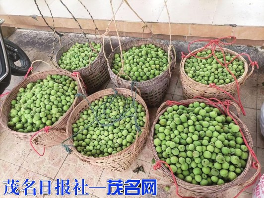 信宜池洞千畝青梅壓枝頭