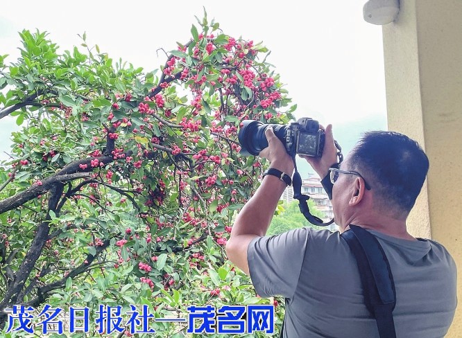 新湖公园的莲雾树硕果累累