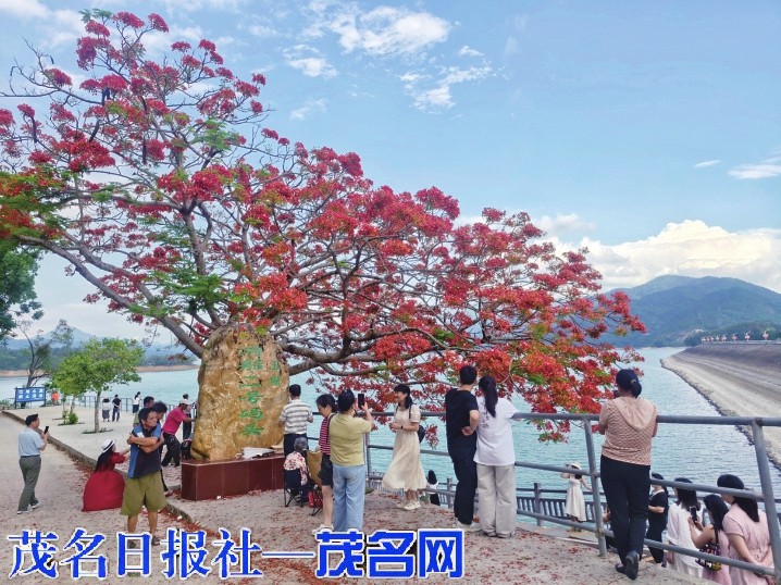 高州长坡玉湖凤凰花开艳枝头