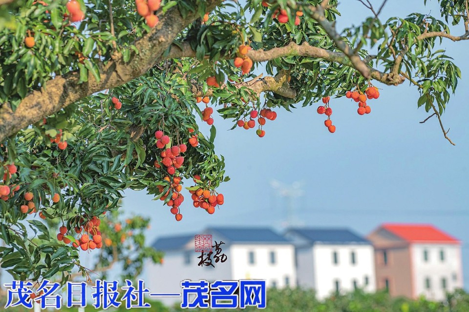 千年荔韻 嶺南珍果