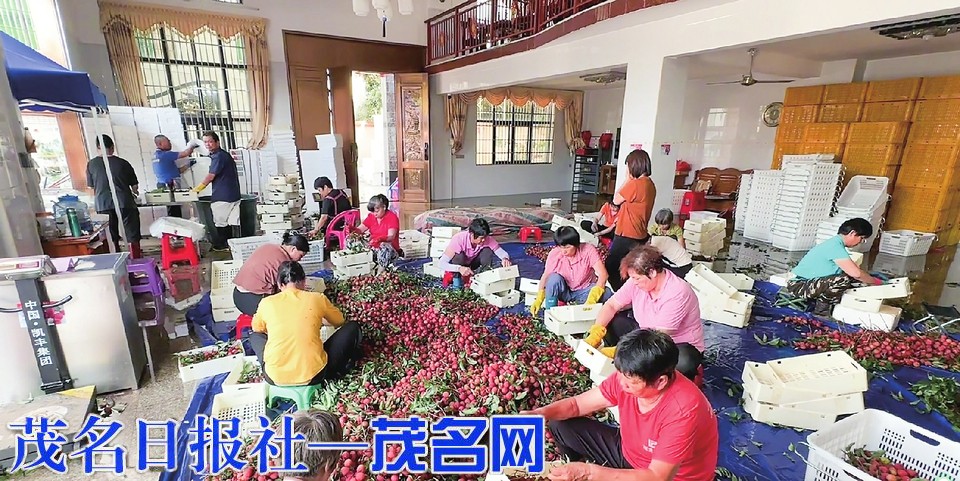 柏桥村荔枝销售迎高峰