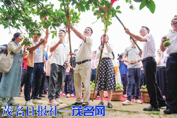 化州化橘红“夏·摘果”活动启幕