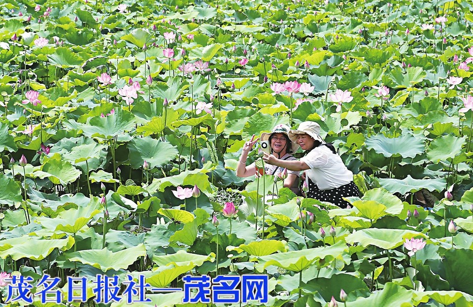 高州廣潭上村120多畝荷花競相綻放