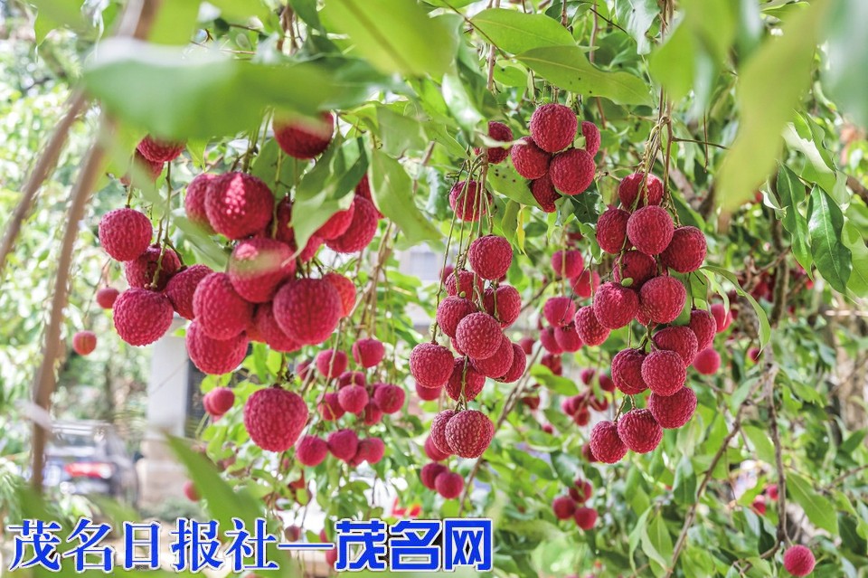 荔红映果乡 文旅新体验