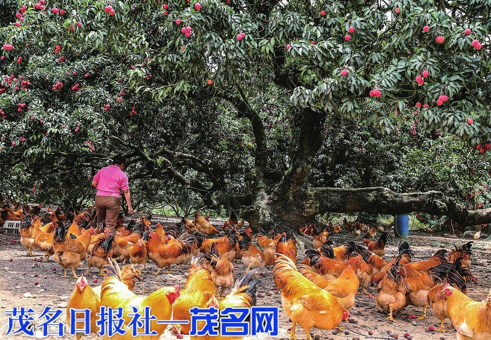 高州寶光“子異園”：古樹紅糯傳廉韻“荔枝雞”鳴振興聲