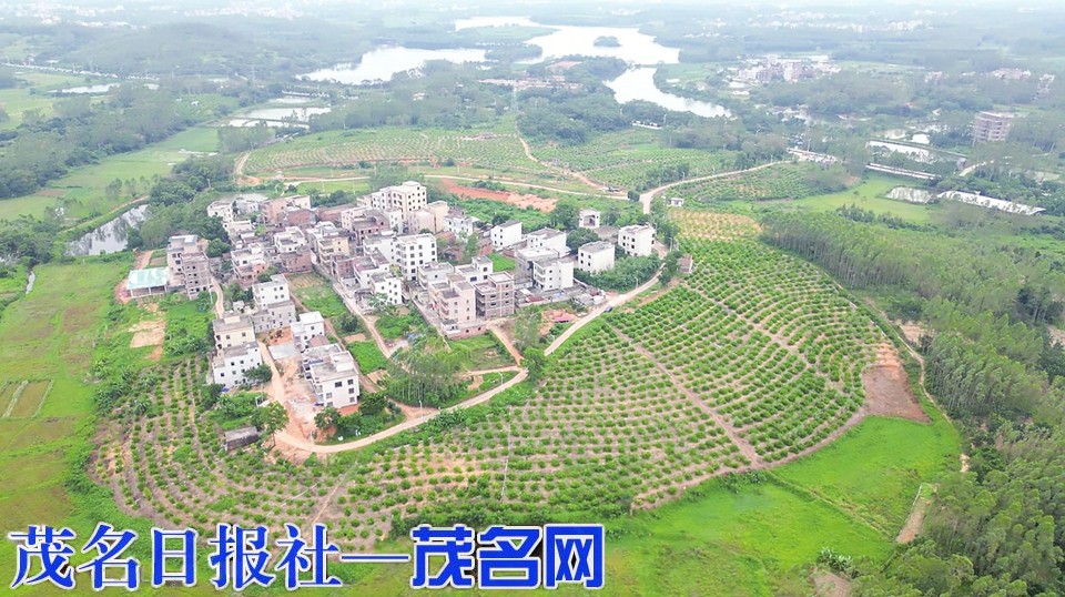 ?化州楊梅鎮積極探索農業發展新路徑 千畝高標準香水檸檬喜迎大豐收