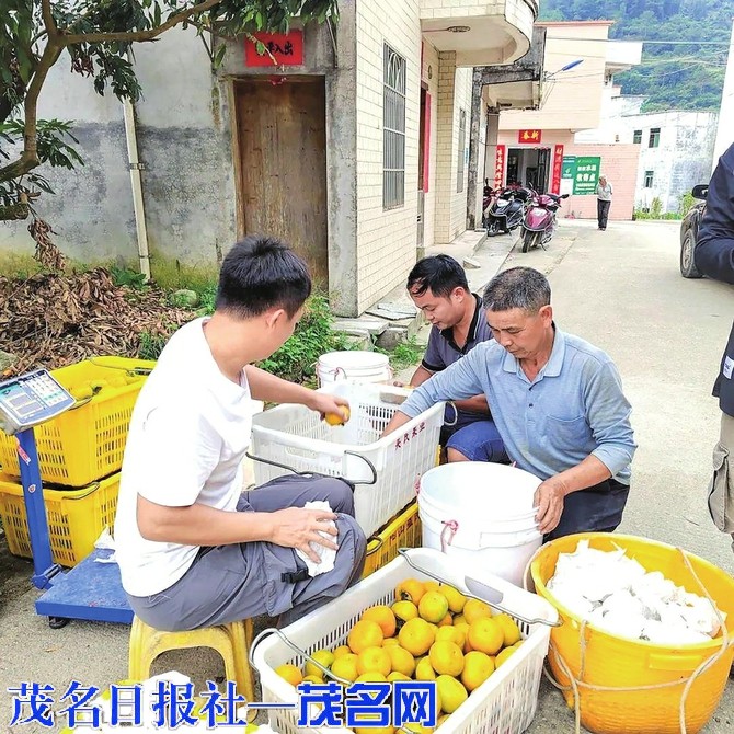 信宜市大成镇北梭村依托资源禀赋打造“甜美柿乡”