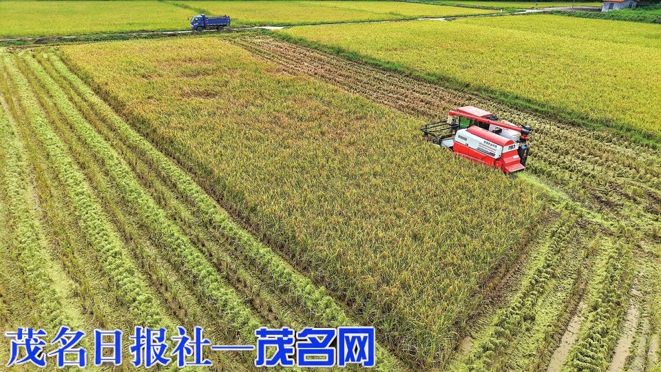 信宜懷鄉：“芋香紅米”迎來收獲