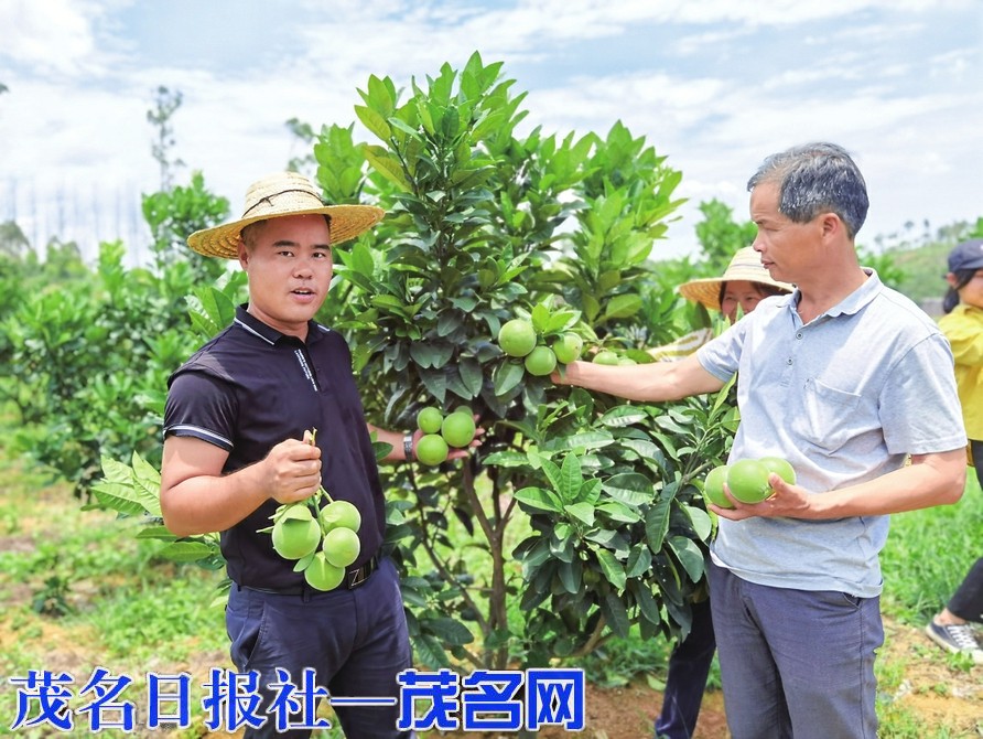 【强国复兴有我】带领村民种好“摇钱树”，勇当乡村振兴领路人