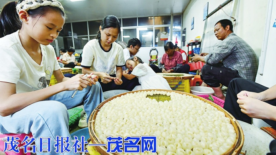 发力打好“五张牌”茂名龙眼接“荔”甜