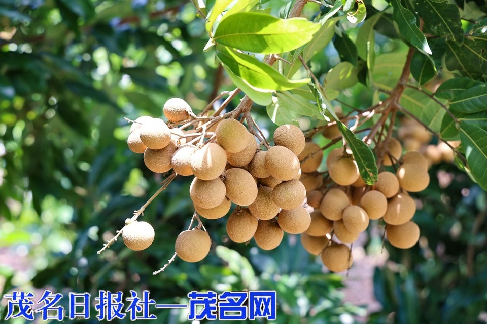 深耕龙眼精深加工 赋能产业价值跃升