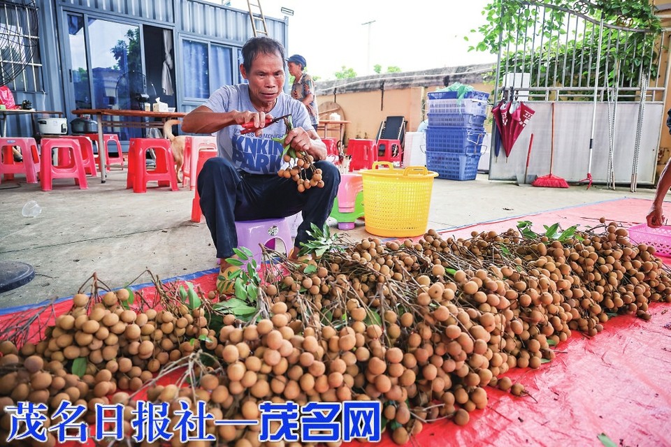 深耕龍眼精深加工 賦能產業價值躍升