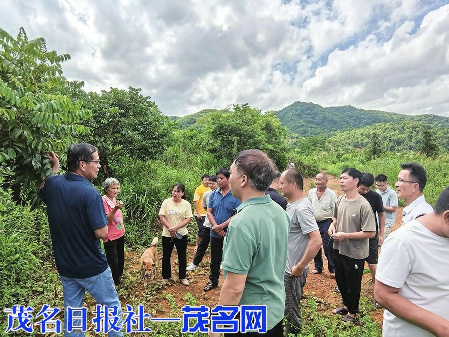 农业专家深入高州大坡镇指导橄榄种植