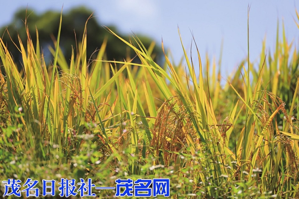 高州下水尾梯田预计10月下旬迎最佳观赏期