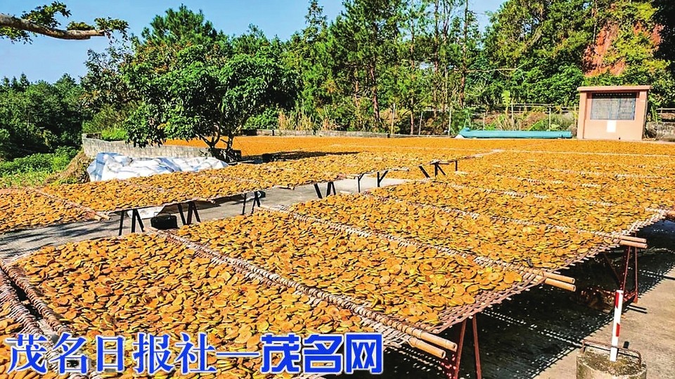 大成禄福村： 山楂满枝头 丰收正当时