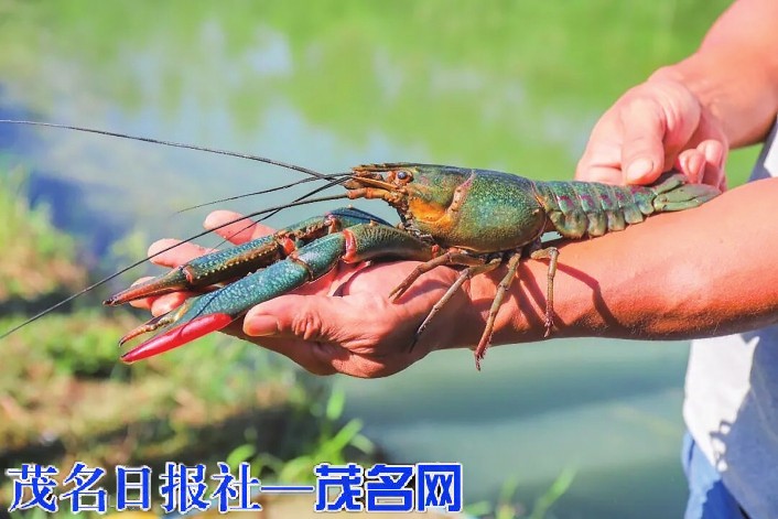 鎮隆五百畝澳洲藍龍蝦養殖成鄉村產業振興新亮點