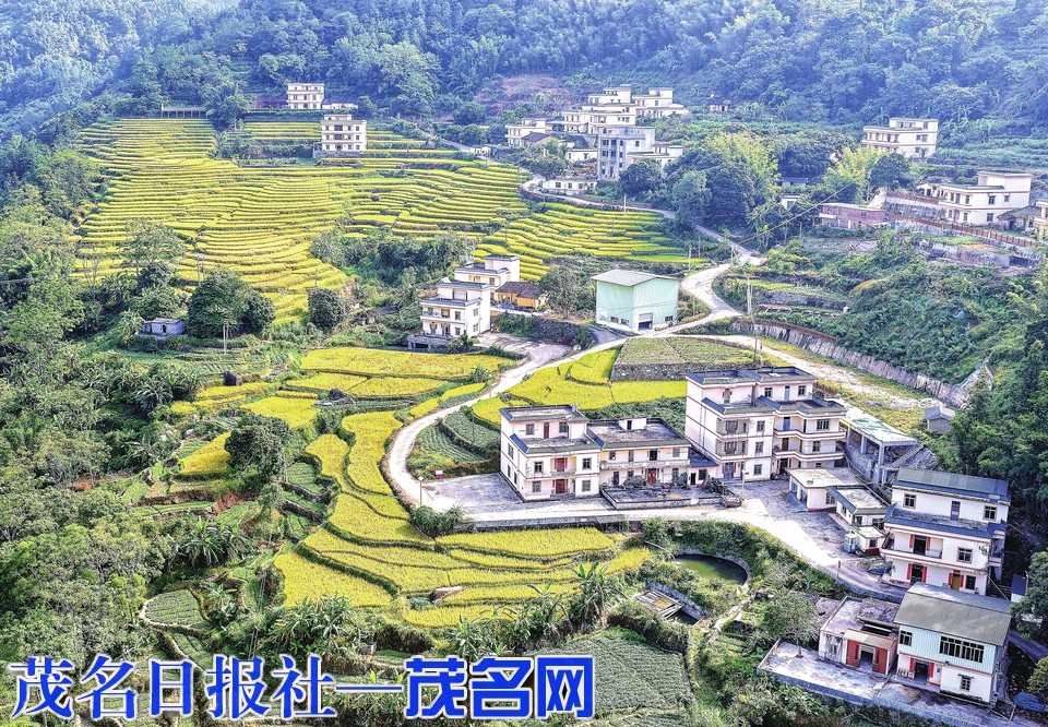 高州古丁梯田迎來最佳觀賞期