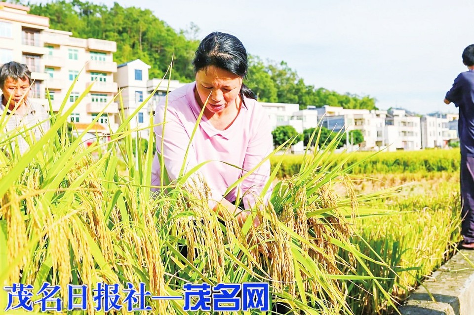 信宜水稻新品種測產(chǎn)表現(xiàn)優(yōu)異 助力農(nóng)民增收