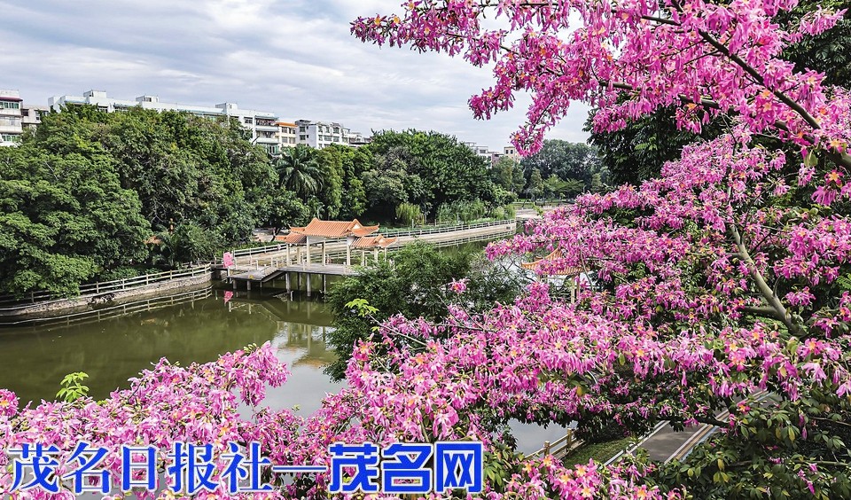 茂名新湖公园美丽异木棉绚烂绽放