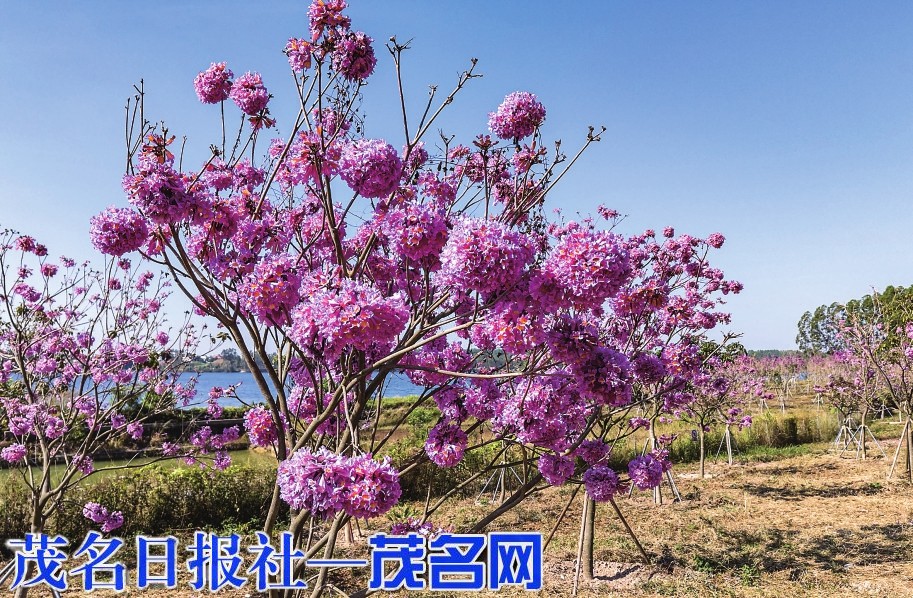 紫花风铃绽新姿 生态美景引客来