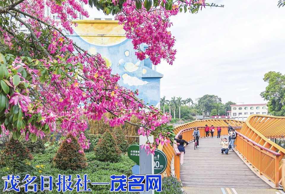 ​异木棉盛放点燃冬日绚烂