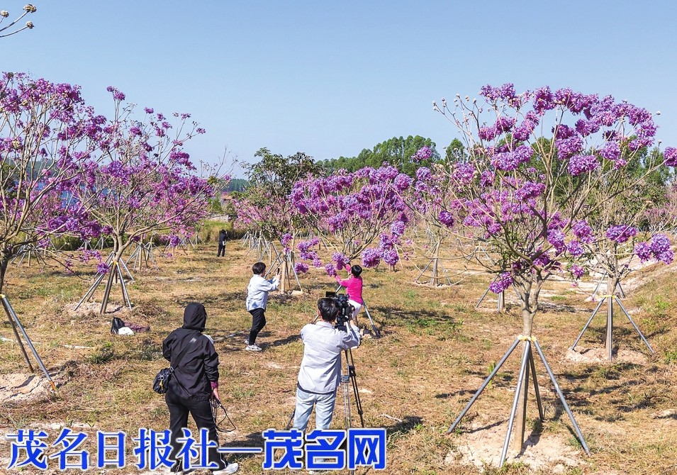 茂名露天矿生态公园紫花风铃进入最佳观赏期