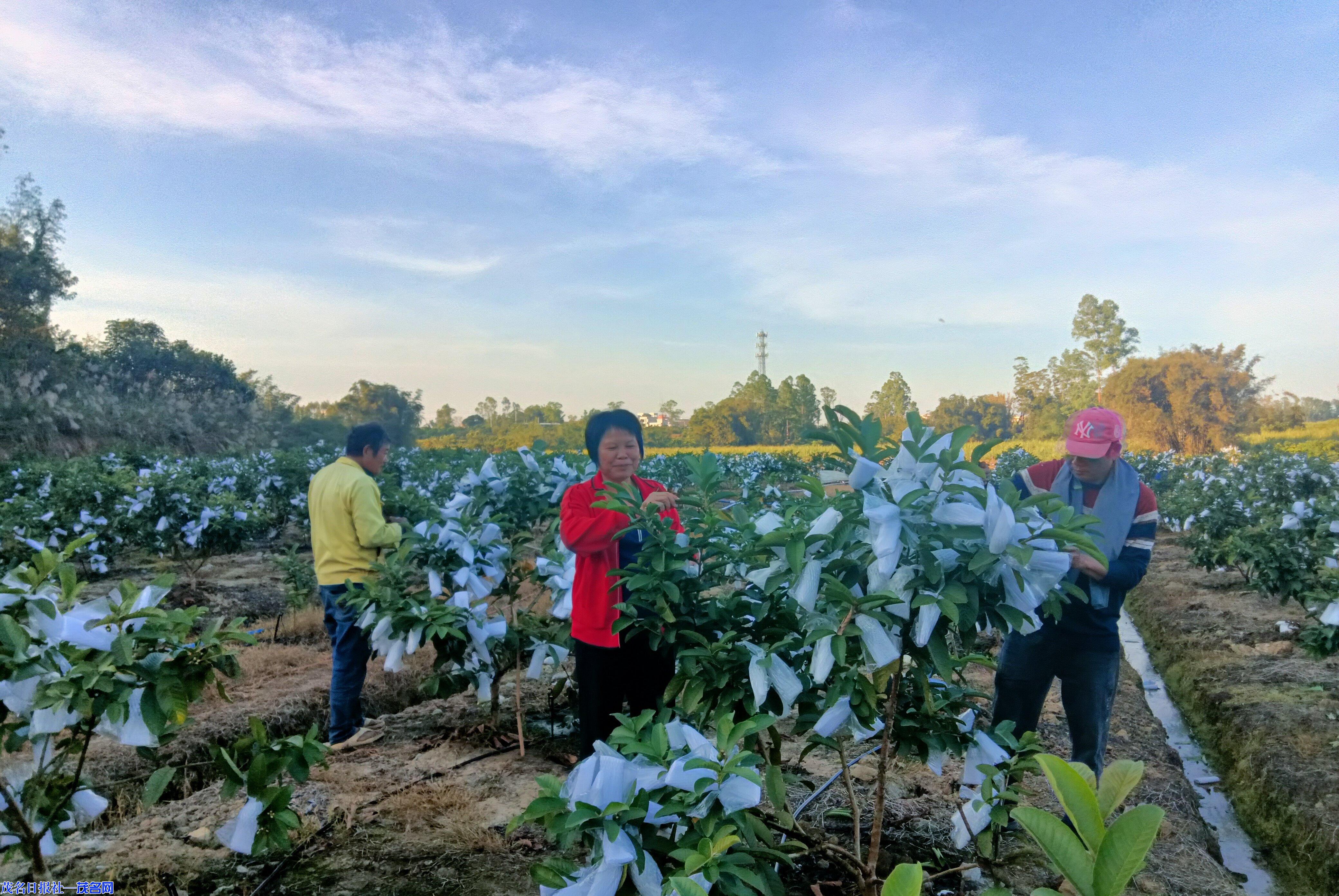 三農易惠農民 化州農商銀行積極踐行普惠金融