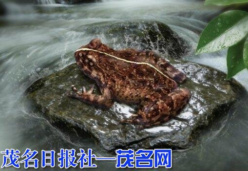 云开山保护区首次发现蛙类一新物种：云开棘蛙