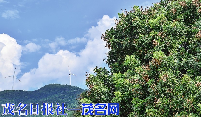 阳信高速开通加速粤西腹地“融珠入湾” 驱动农特产品“山货出茂”