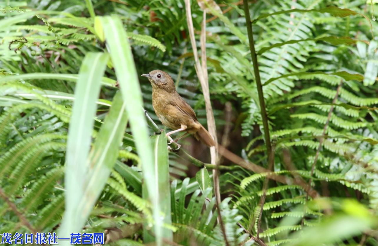 云开山保护区发现省新分布记录物种：白腹幽鹛