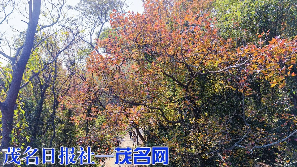 高州佛子岭周末赏枫热度攀升