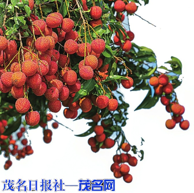 “四维发力”赋能“土特产”成就“大产业”