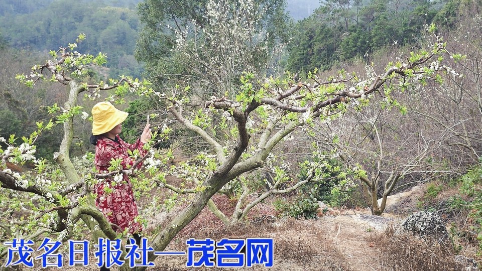 信宜大成：山楂花开引客来