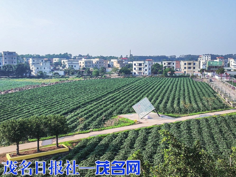 守好“菜篮子”拓宽增收路 茂南区统筹推进18万亩冬种生产