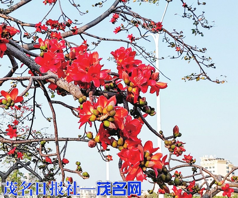 木棉花悄然绽放