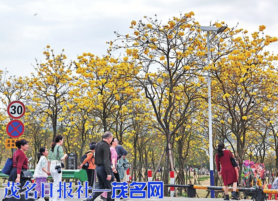 露天矿生态公园黄花风铃如约绽放