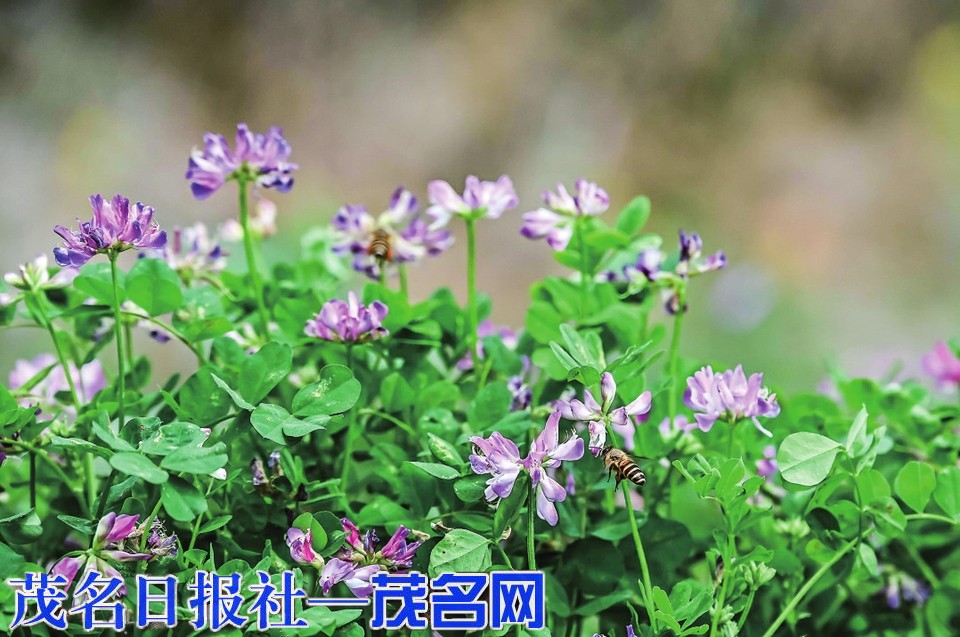 信宜贵子镇轮作休耕护航粮食生产