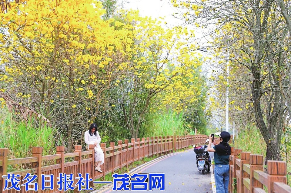 信宜镇隆：黄花风铃盛放 乡道变身“黄金大道”
