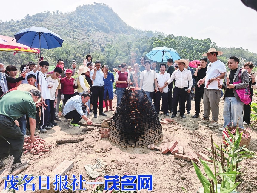 化州丽岗镇首届番薯节圆满举办